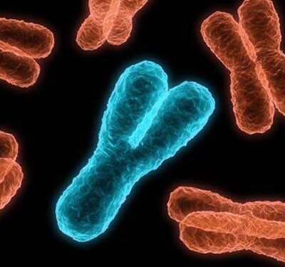 Erkeklik kromozomu Eriyor: Atalarımızdan Kalan Miras Tükeniyor