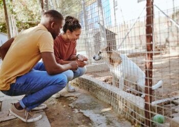 Bir kadın ve bir erkek kafes arkasındaki köpeklerle ilgileniyor.