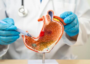 Doktor mavi eldivenli ellerle insan mide anatomisi modelini gösteriyor